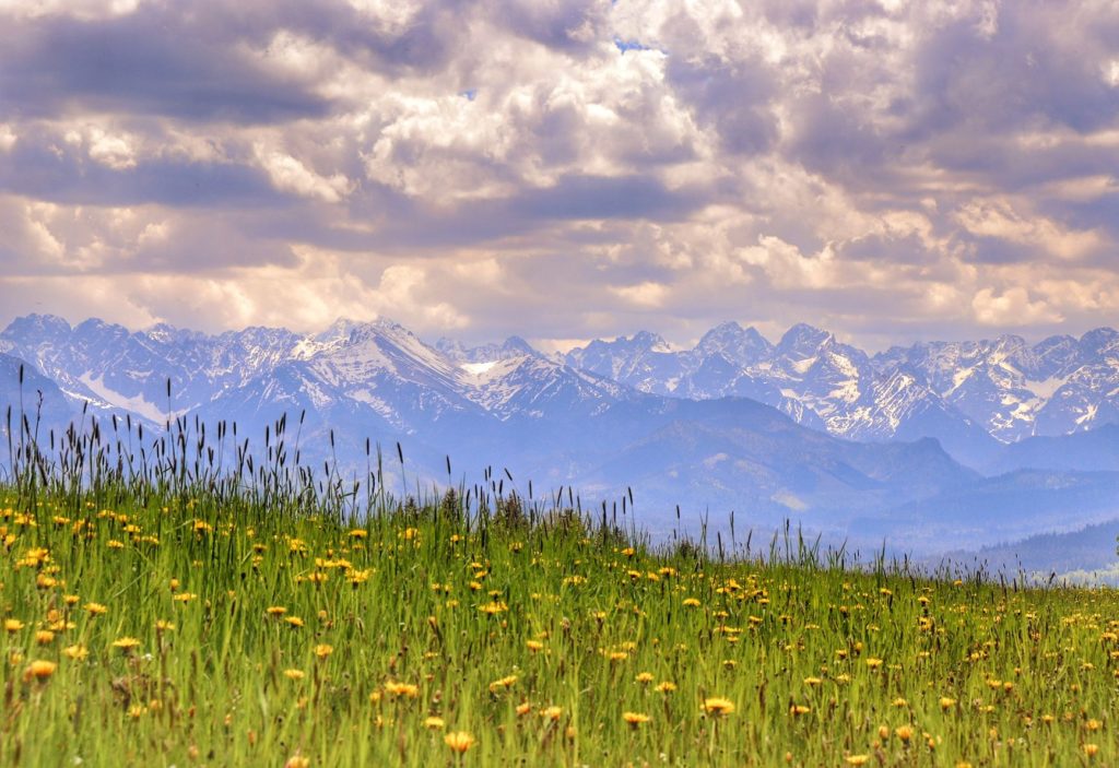 Czerwiec, widok na zaśnieżone Tatry z Rzepisk leżących w Pieninach Spiskich, zielona trawa, żółte mlecze, gęste chmury na niebie