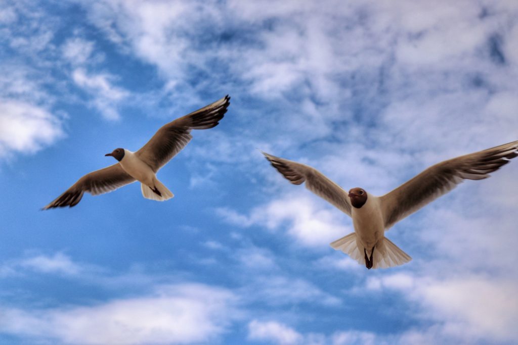 Dwa ptaki, rybitwy z rozłożonymi skrzydłami na tle niebieskiego nieba