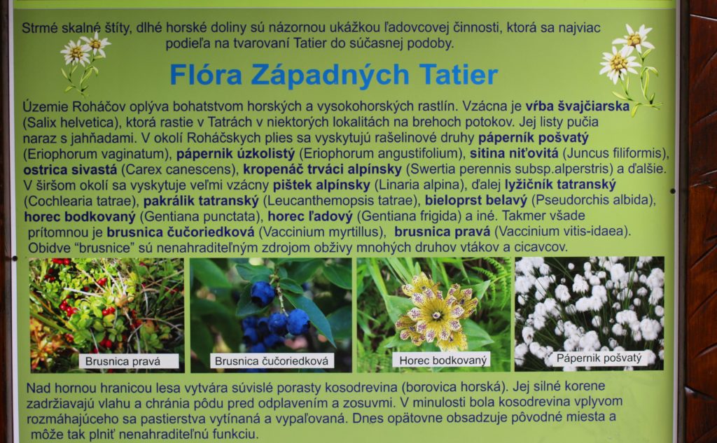 Tablica informująca turystów na szlaku na szczyt Brestowa o roślinności Tatr Zachodnich