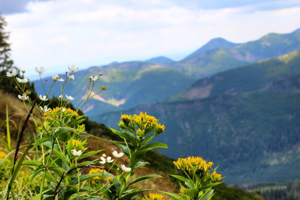 Widok na tatrzańskie szczyty ze szlaku na Przedni Salatyn, górskie kwiaty