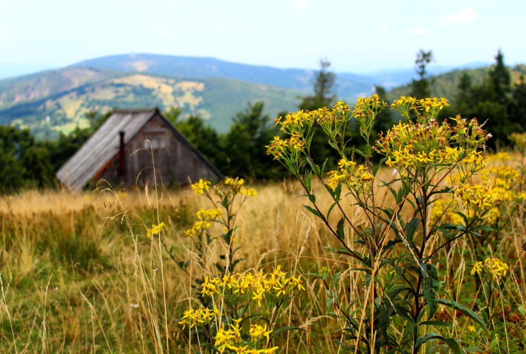 żółte kwiaty górskie na tle szałasu na Mędralowej oraz górskich widoków w tym Jałowca