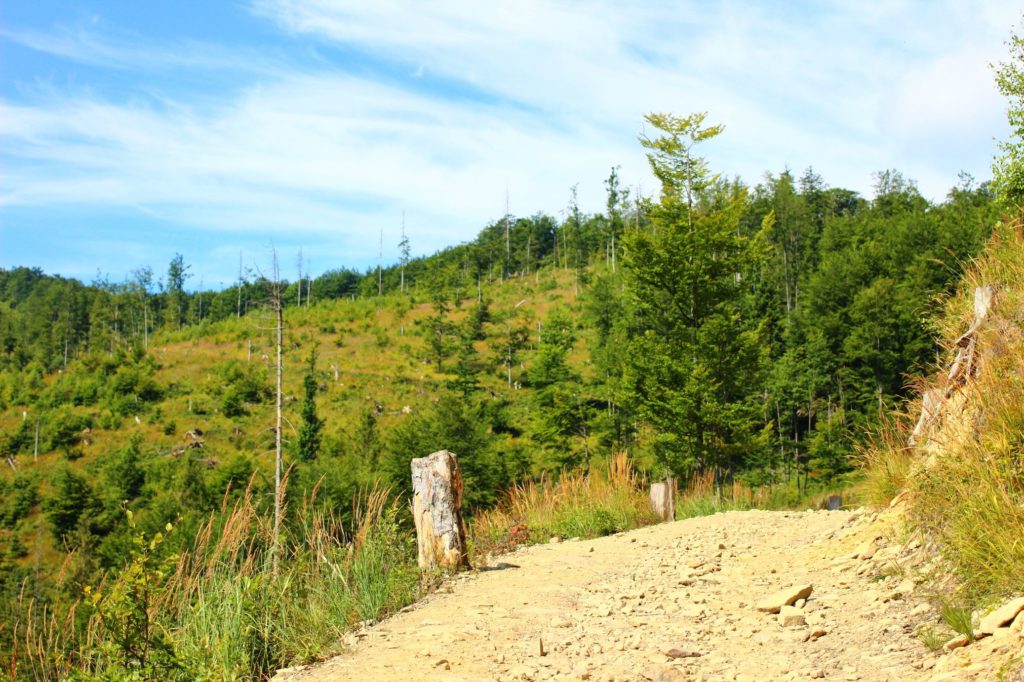 Kamienista droga na żółtym szlaku na Raczę na tle zielonych drzew oraz błękitno - białego nieba