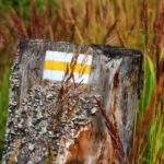 Konar drzewa stojący wśród trawy z oznaczeniem żółtego szlaku