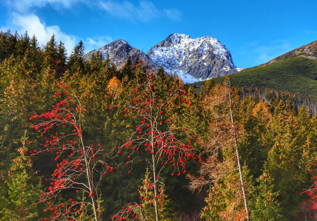 Lekko ośnieżone tatrzańskie szczyty wznoszące się nad jesiennymi drzewami