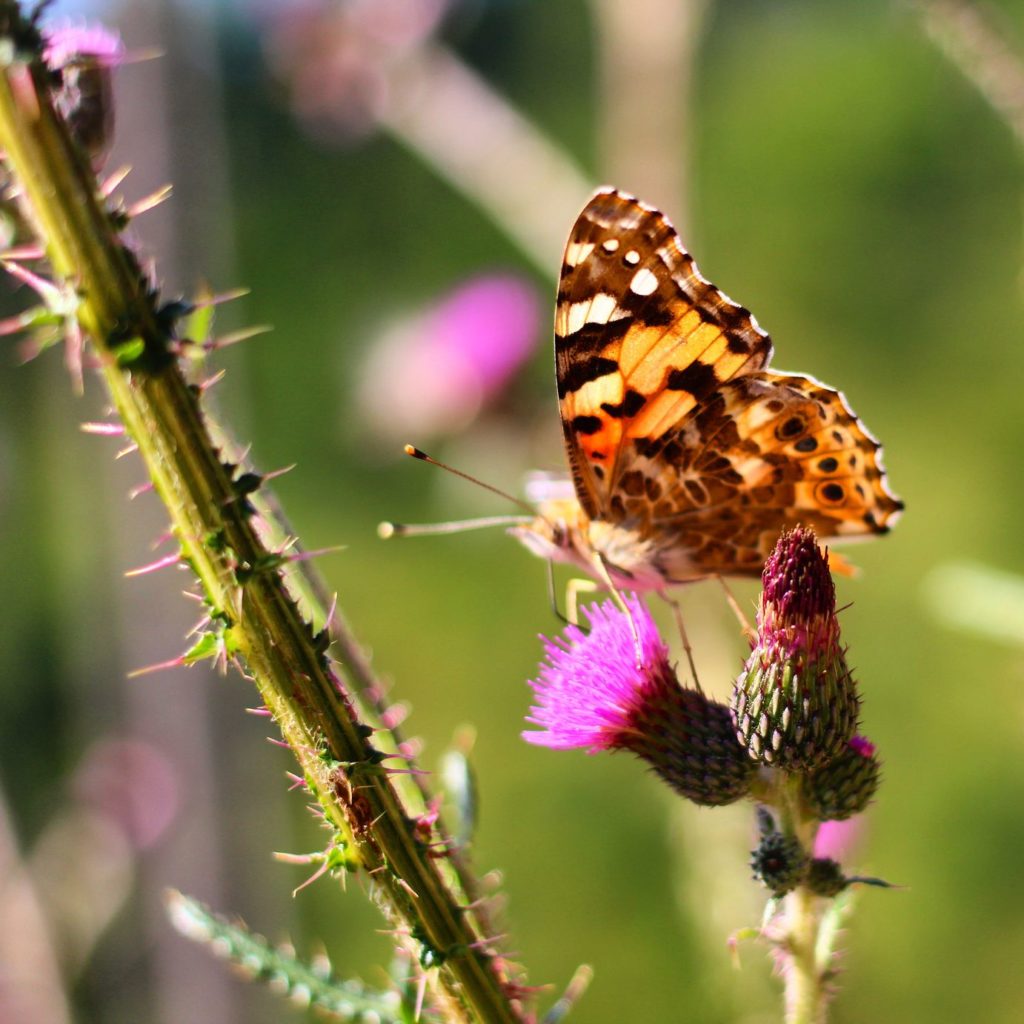 Motyl tygrysi pijący nektar, kwitnący oset