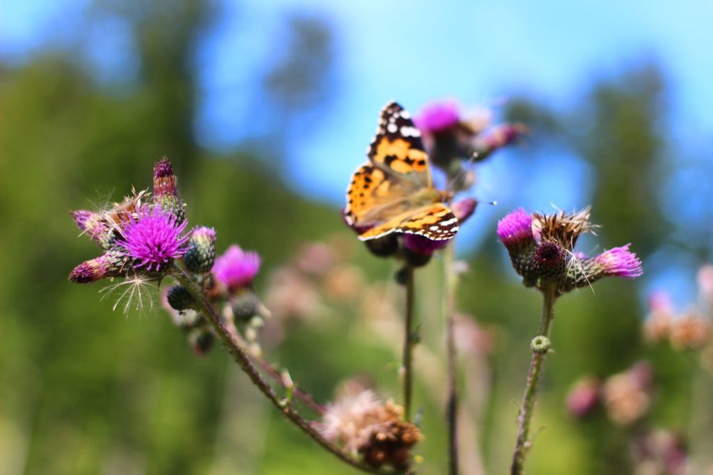 Motyl tygrysi siedzący na kwitnącym oście na tle niebieskiego nieba