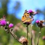 Motyl tygrysi siedzący na kwitnącym oście na tle niebieskiego nieba