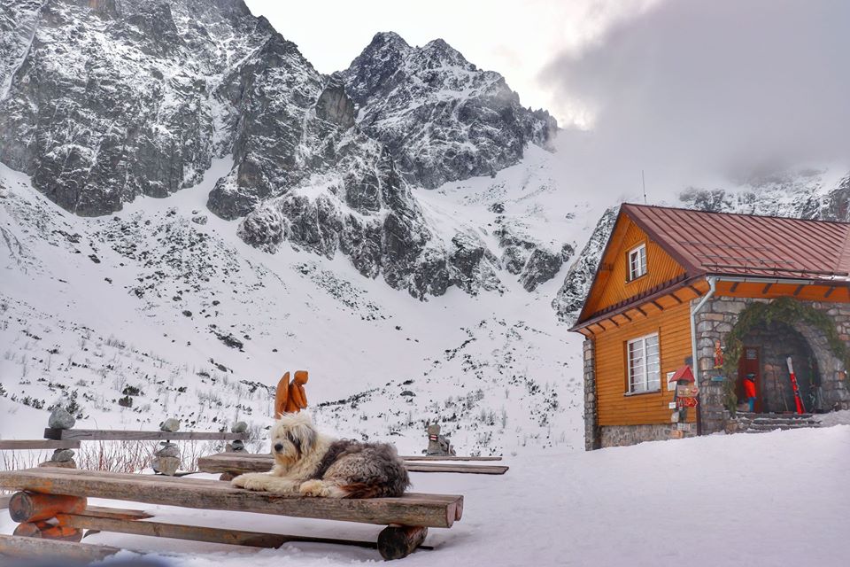 Piesek odpoczywający na stole, w tle Tatry, Zielony Staw Kieżmarski zimą