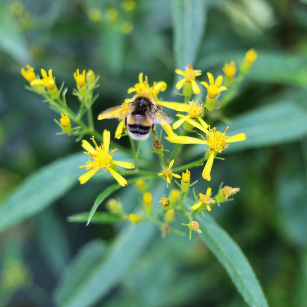 owad - bąk siedzący na żółtych kwiatach, w tle zielone liście
