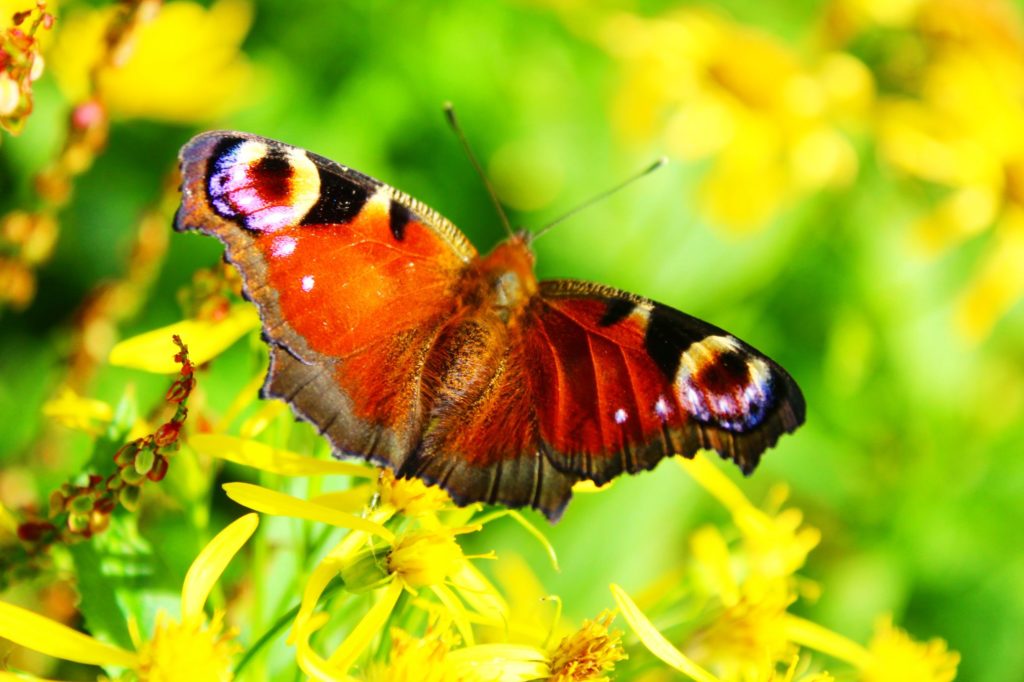 motyl pawie oczko z rozłożonymi skrzydłami siedzący na żółtych, górskich kwiatach, intensywne żółto - zielone tło