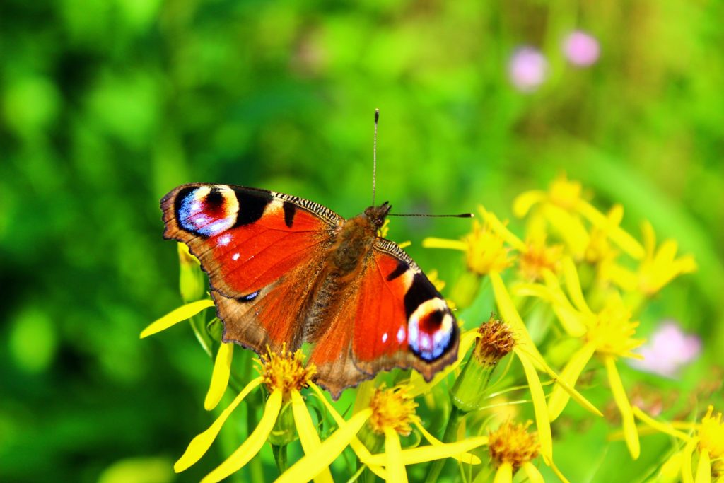 motyl pawie oczko z rozłożonymi skrzydłami na żółtych, górskich kwiatach, w tle zielona - rozmazana trawa