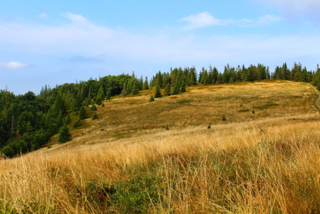 Hala Kamińskiego widok na północ, żólta trawa oraz drzewa na tle niebieskiego nieba