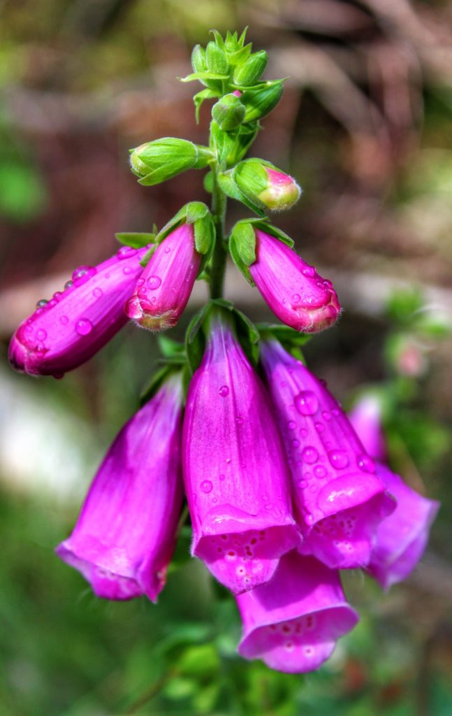 Różowo - fioletowe kwiaty dzwonki