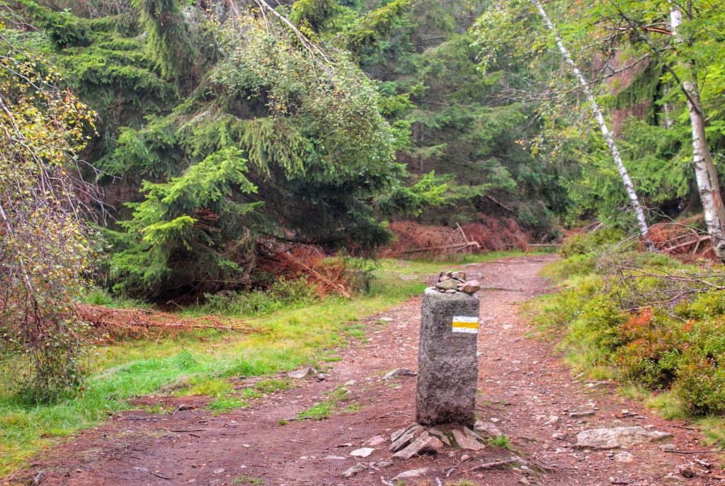 Szeroka leśna droga, słup z oznaczeniem żółtego szlaku na Wysoki Kamień w Górach Izerskich
