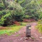 Szeroka leśna droga, słup z oznaczeniem żółtego szlaku na Wysoki Kamień w Górach Izerskich