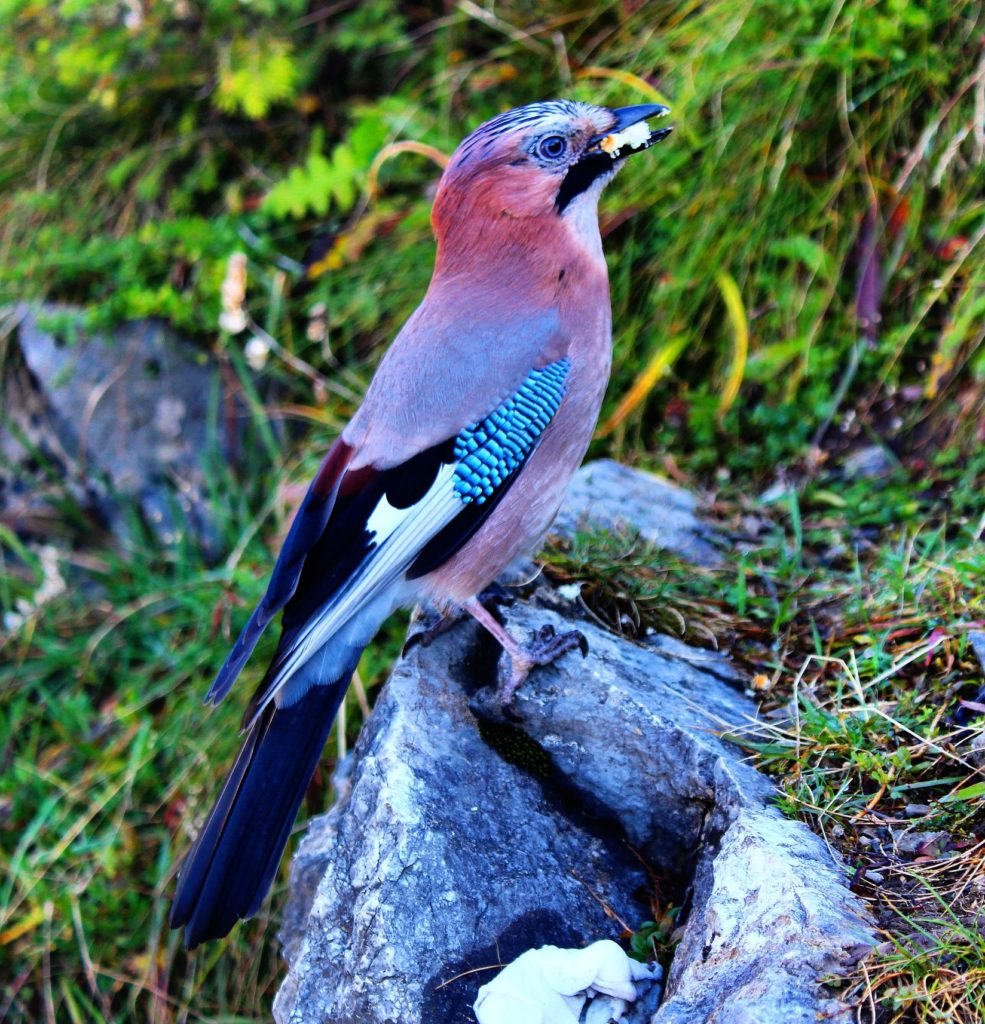 ptak sójka siedzący na skale, trzymający jedzenie w dziobie 