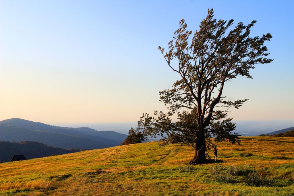 samotne drzewo na Hali Jaworowej, w oddali opuszczony szałas pasterski oraz góry