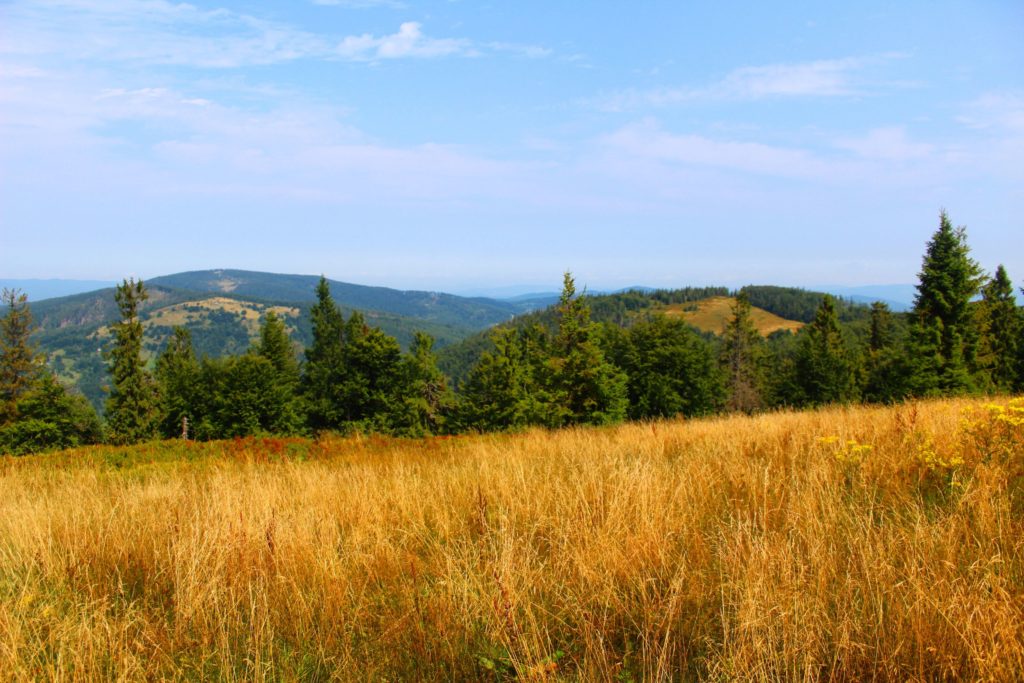 widok z Mędralowej na Halę Kamińskiego, na pierwszym planie żółta, sucha trawa