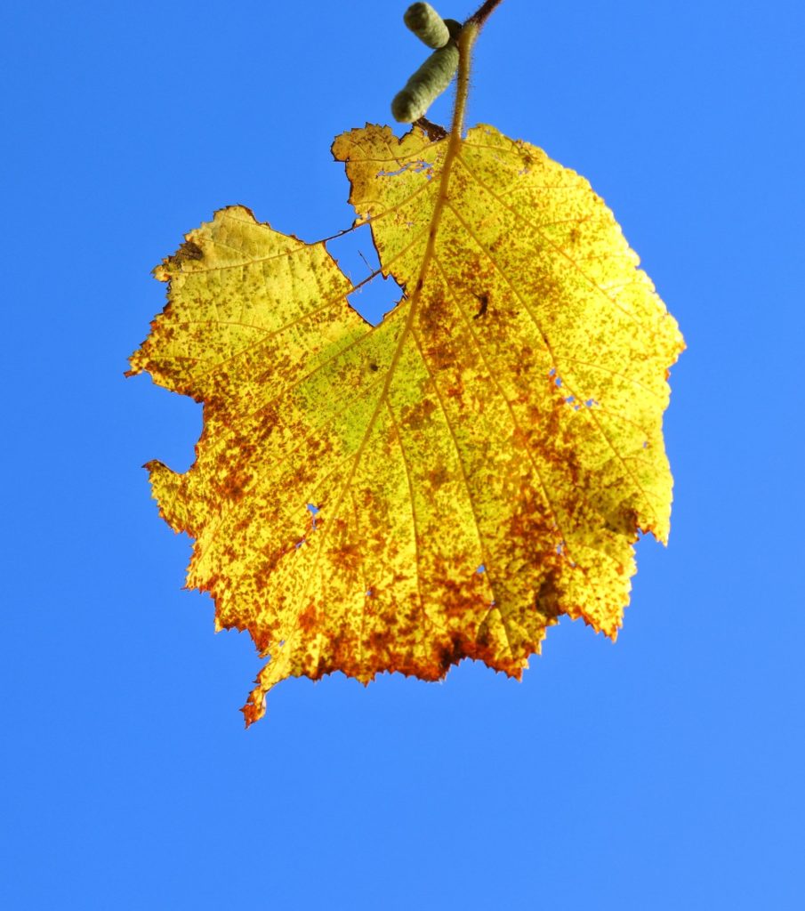 żółty jesienny listek na tle błękitnego nieba