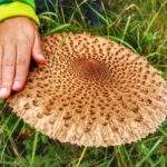 Duży grzyb - czubajka kania, Góra Zabawa - Rajcza - Beskidy