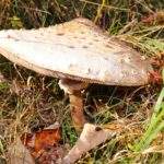 Duży grzyb - kania rosnący w trawie, suche liście