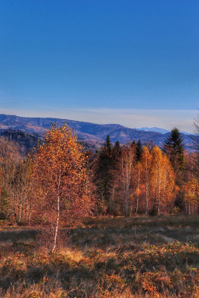 Jesienny krajobraz z Góry Zabawa, w oddali widoczne Tatry