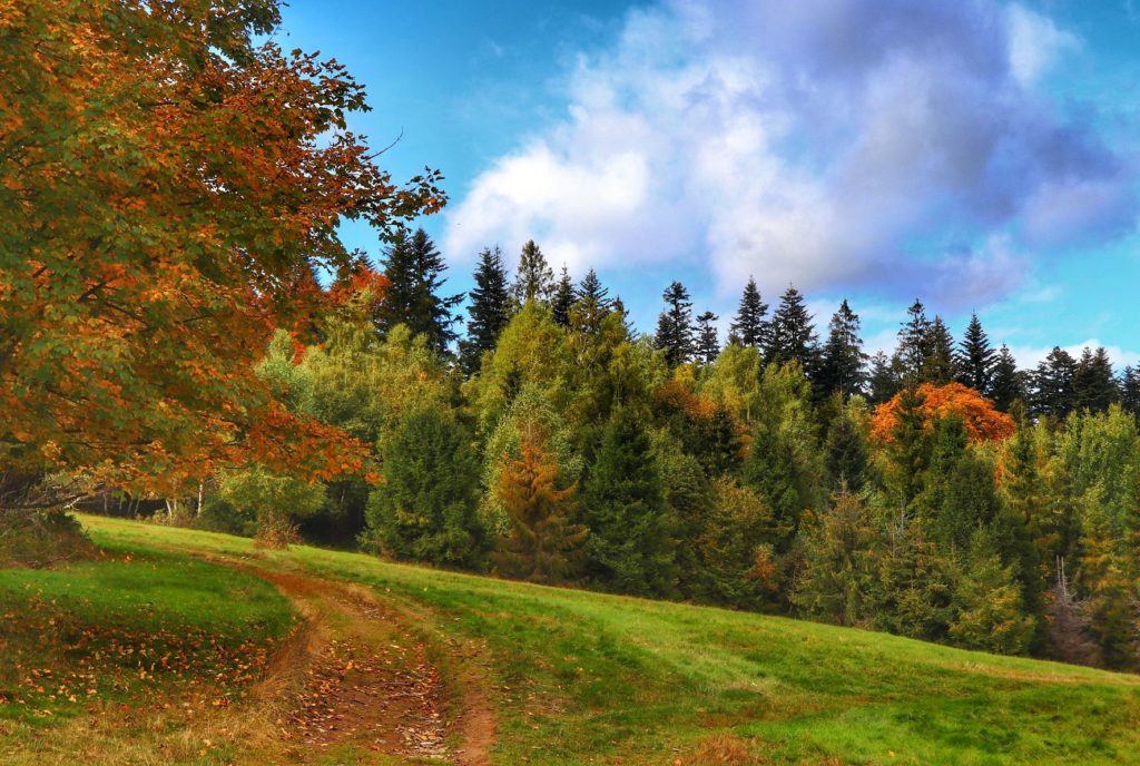 Jesień w Beskidach, ścieżka biegnąca przez polanę - okolice Góry Zabawa w Beskidach. kolorowe liście
