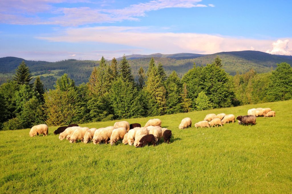 Owieczki przy żółtym szlaku na Trzy Kopce Wiślańskie, widok na Beskidy - Skrzyczne, słoneczny dzień