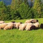 Owieczki, zielona trawa, Beskidy