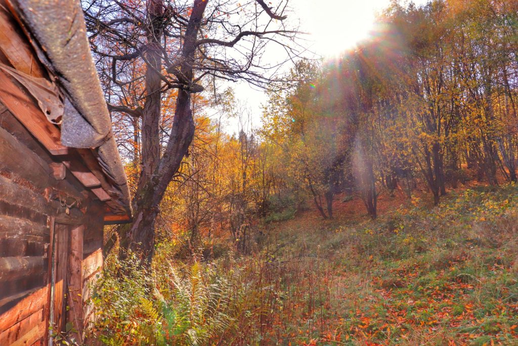 Stary dom w jesiennej scenerii, żółte liście, promienie słoneczne
