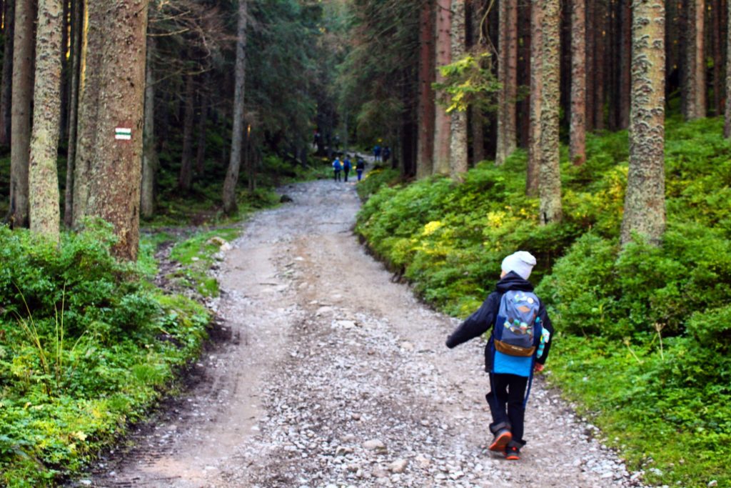 dziecko idące szeroką leśną dróżką, konary drzew