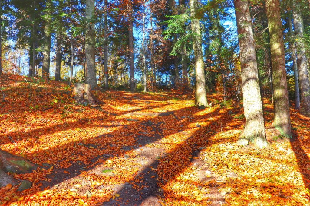 jesienny las, promienie słoneczne przebijające się przez drzewa