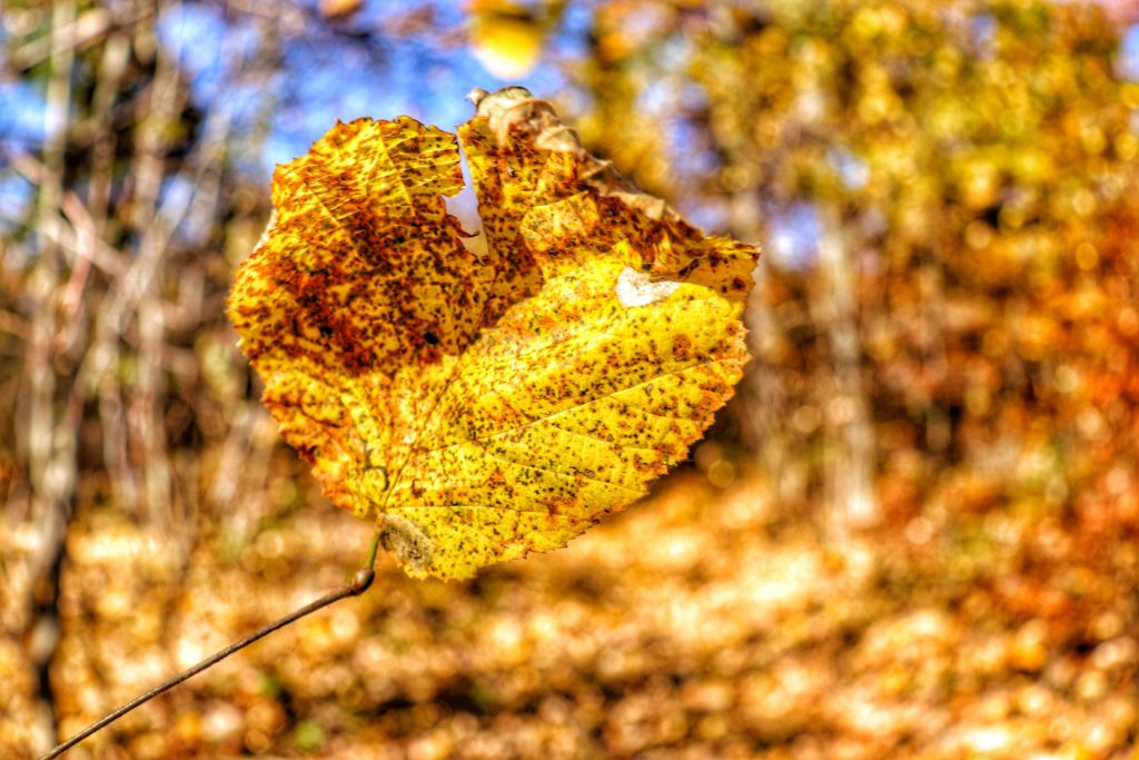 jesienny liść, żółty z brązowymi kropkami na tle rozmazanego lasu