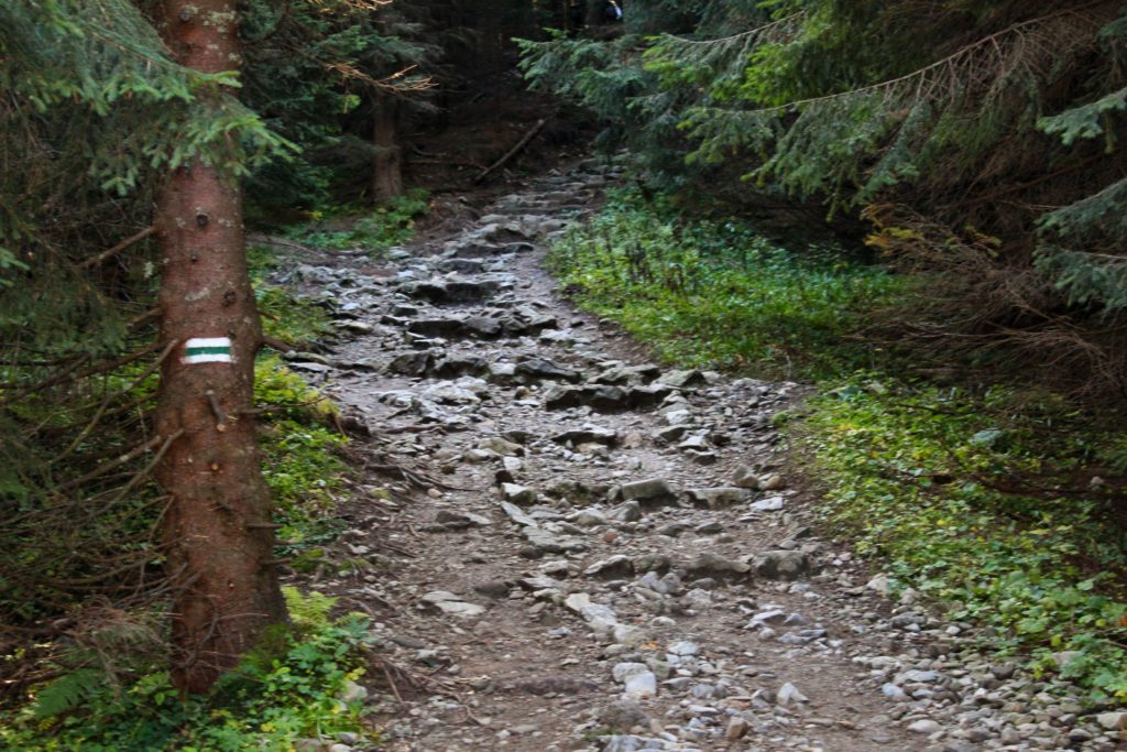 szeroka leśna, kamienista drogam przez którą prowadzi zielony szlak na Kasprowy Wierch