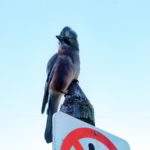 sójka siedząca na słupie, na tle niebieskiego nieba