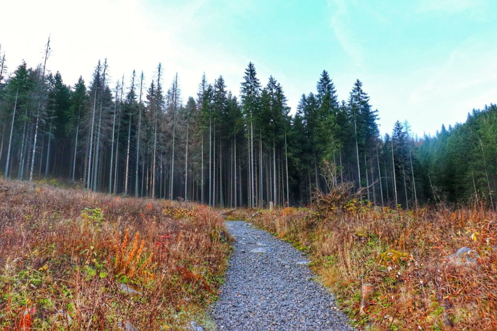 żwirowa droga prowadząca do lasu na niebieskim szlaku na Przysłop Miętusi