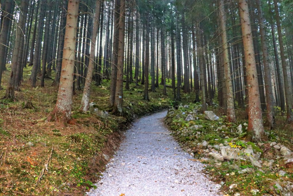 droga leśna na niebieskim szlaku prowadzącym na Przysłop Miętusi