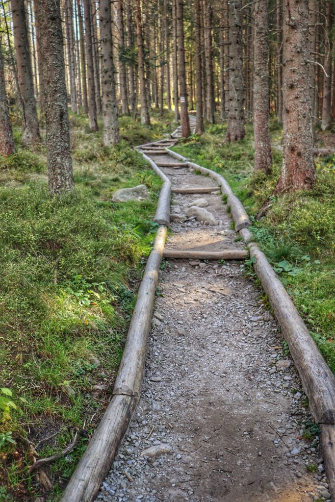 leśna, przygotowana ścieżka na tatrzańskim szlaku, drewniane wzmocnienia, piękny las