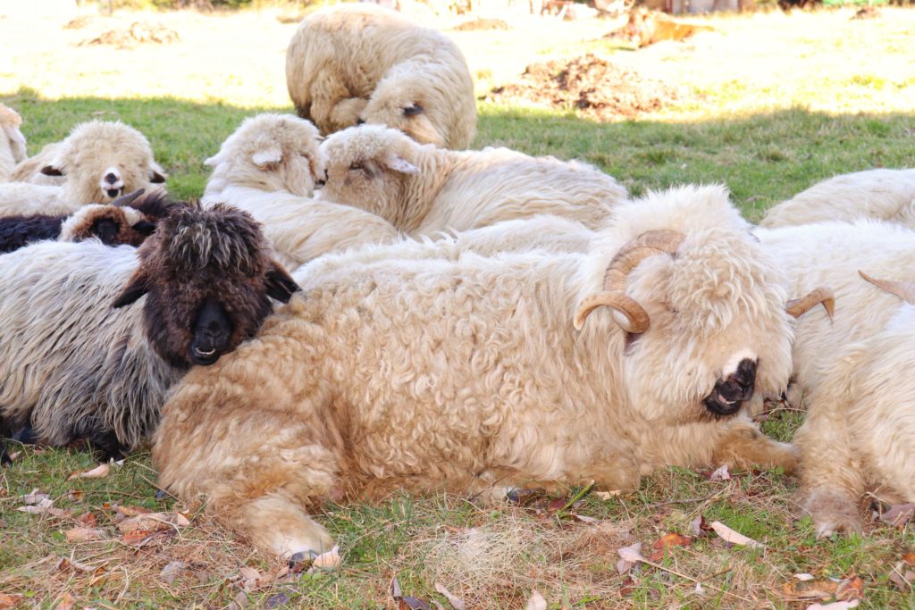 owce, barany odpoczywające na polanie