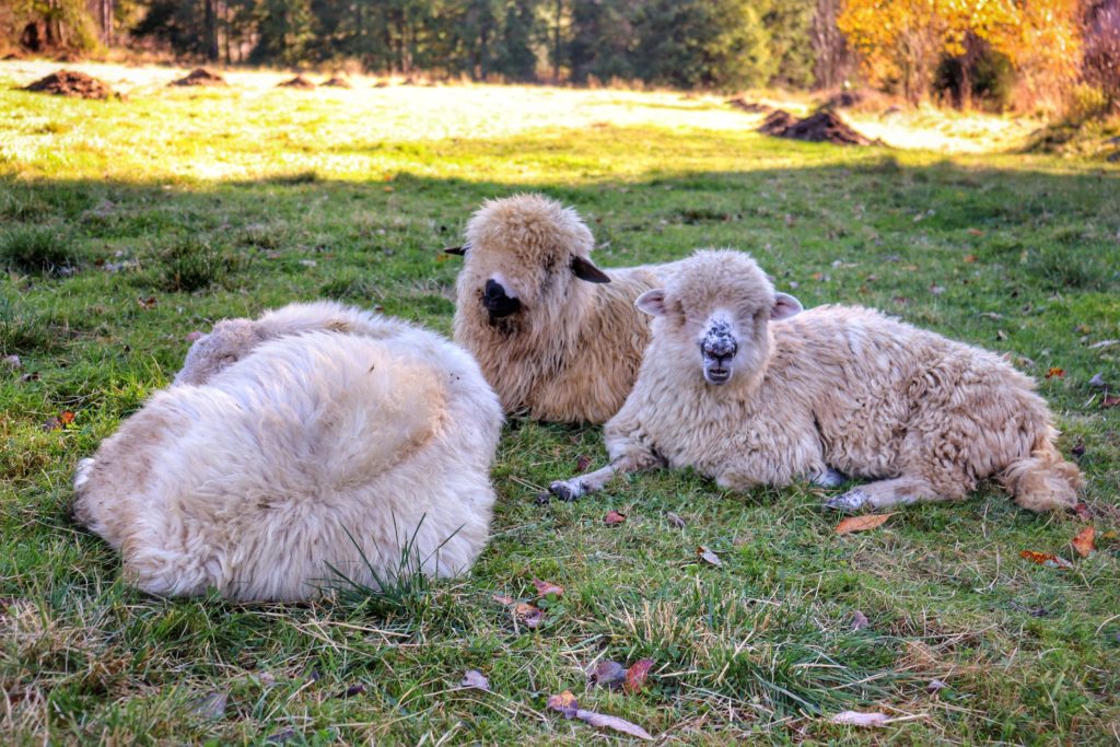 owce wylegujące się na trawie nieopodal Bacówki