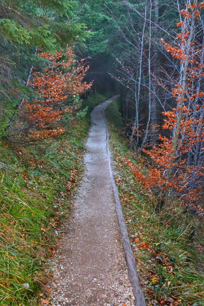 wąska, leśna dróżka