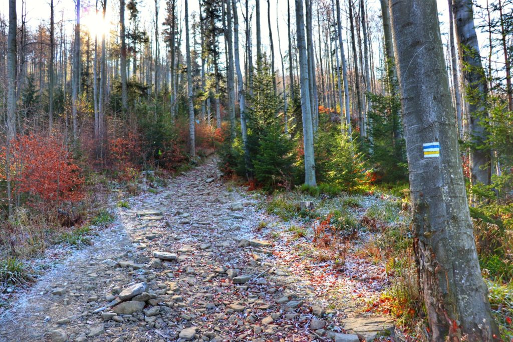Jesienny las, na drzewie oznaczenie żółtego oraz niebieskiego szlaku, kamienista droga, słoneczny dzień