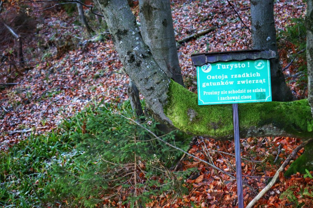 Las, a w nim zielona tablica Turysto! Ostoja rzadkich gatunków zwierząt, Prosimy nie schodzić ze szlaku i zachować ciszę