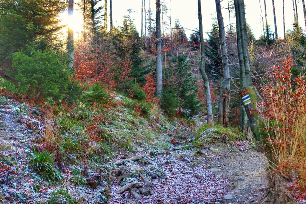 Listopadowy poranek w lesie, miejsce łączenia się żółtego oraz niebieskiego szlaku prowadzącego na szczyt Polica
