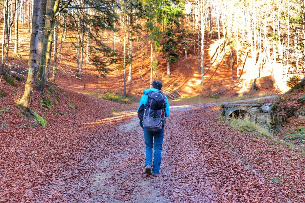 Turysta idący szeroką leśną drogą, w słoneczny, jesienny dzień