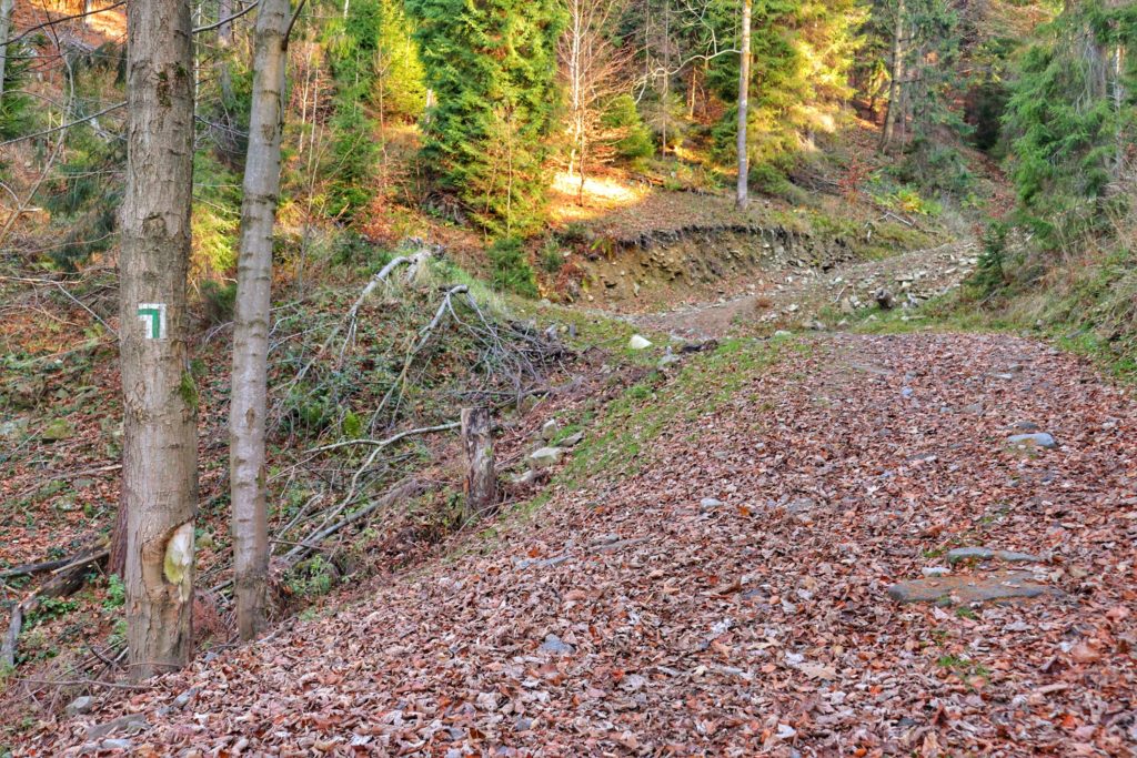 jesień, leśna droga, miejsce odbicia zielonego szlaku na Kiczerę w lewo