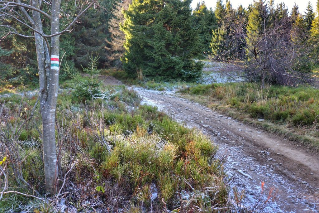 leśna, utwardzona droga, na drzewie oznaczony szlak czerwony i zielony prowadzący na szczyt Polica
