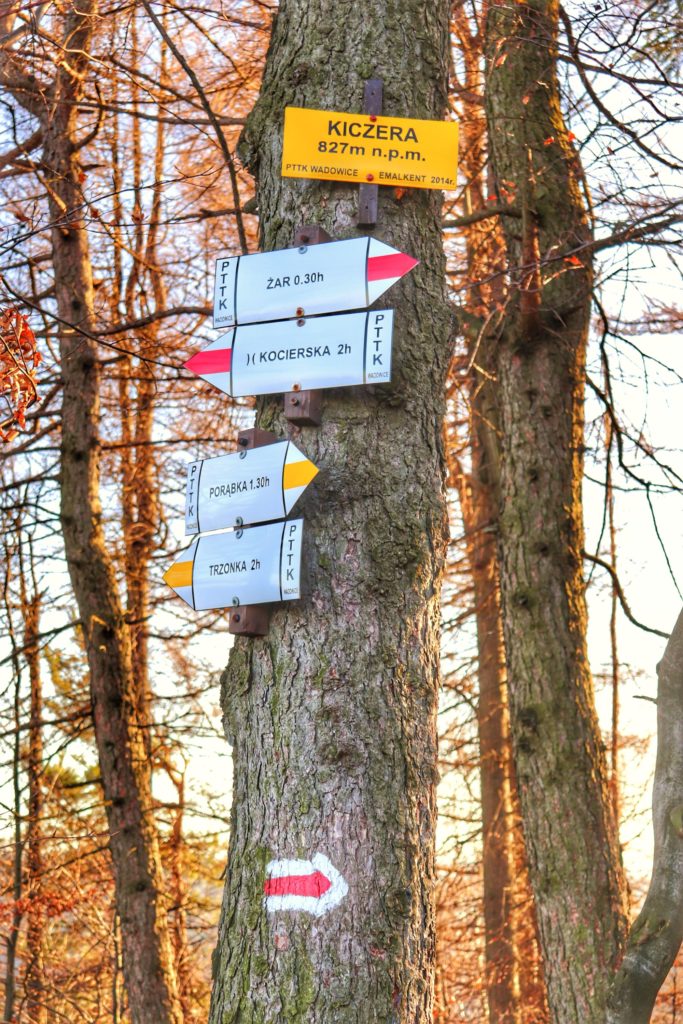 szczyt Kiczera, drzewo z żółtą tablicą oznaczającą szczyt, opis drogowskazu żółtego oraz czerwonego