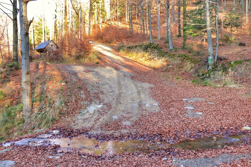 ny szlak na Kiczerę, leśna droga,na której zalegają suche, brązowe liście, potoczek