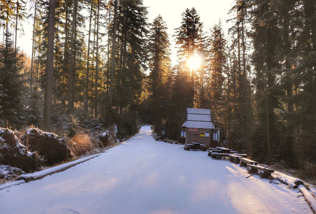 Drewniana budka, kasa Tatrzańskiego Parku Narodowego na niebieskim szlaku z Doliny Filipka, szeroka, zaśnieżona droga, słońce przebijające się przez drzewa